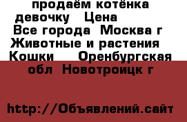 продаём котёнка девочку › Цена ­ 6 500 - Все города, Москва г. Животные и растения » Кошки   . Оренбургская обл.,Новотроицк г.